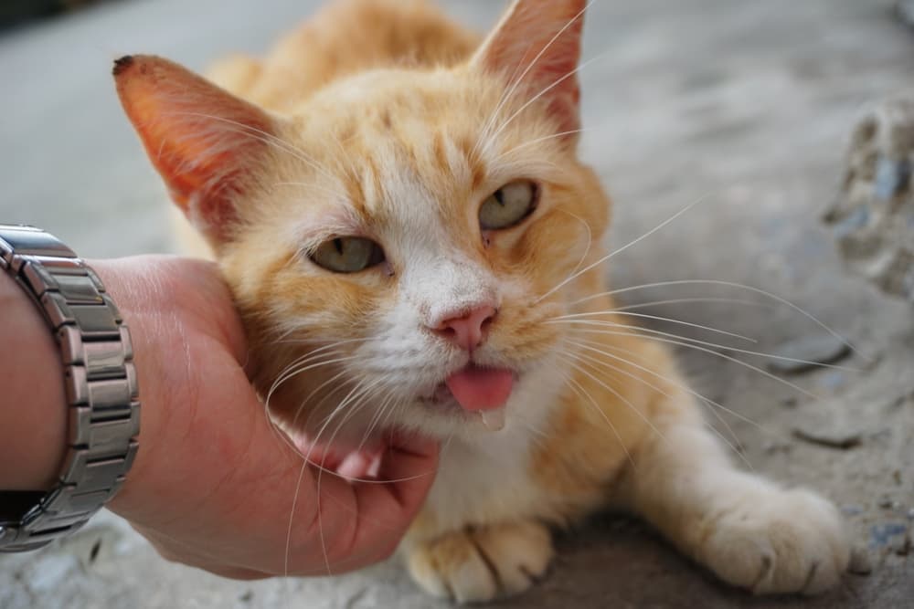 Petting cat and cat is drooling