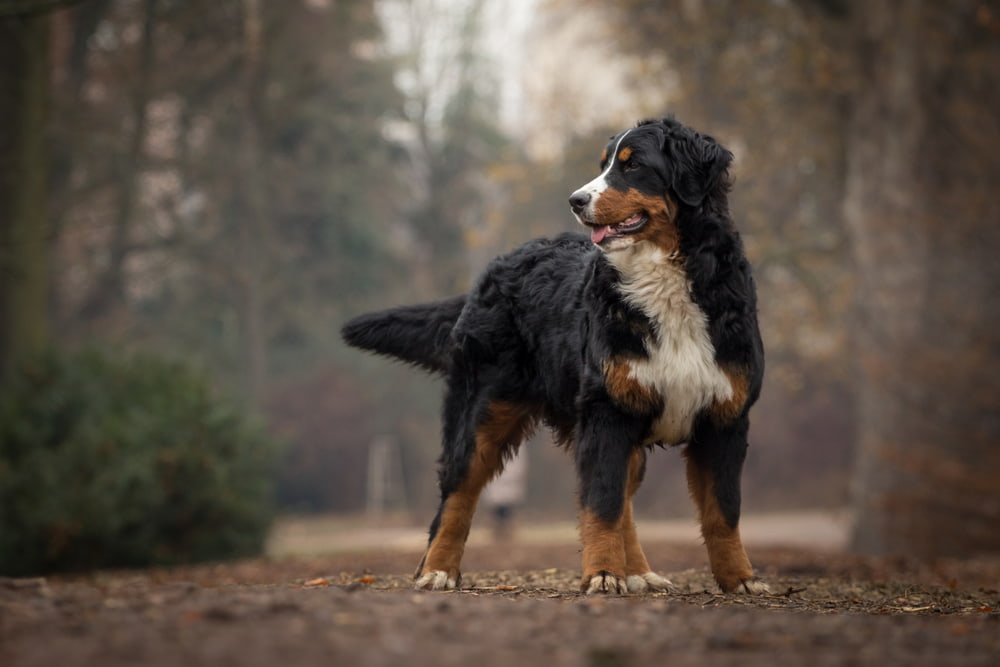 Bernese Mountain Dog in the woods