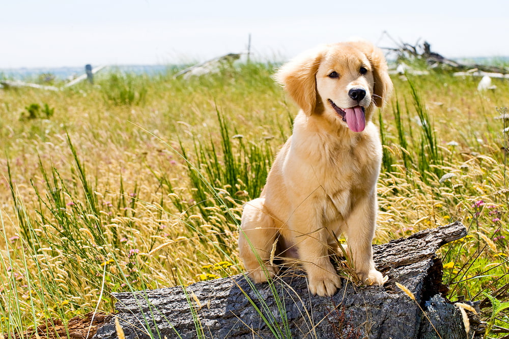 Golden Retriever puppy outside in field