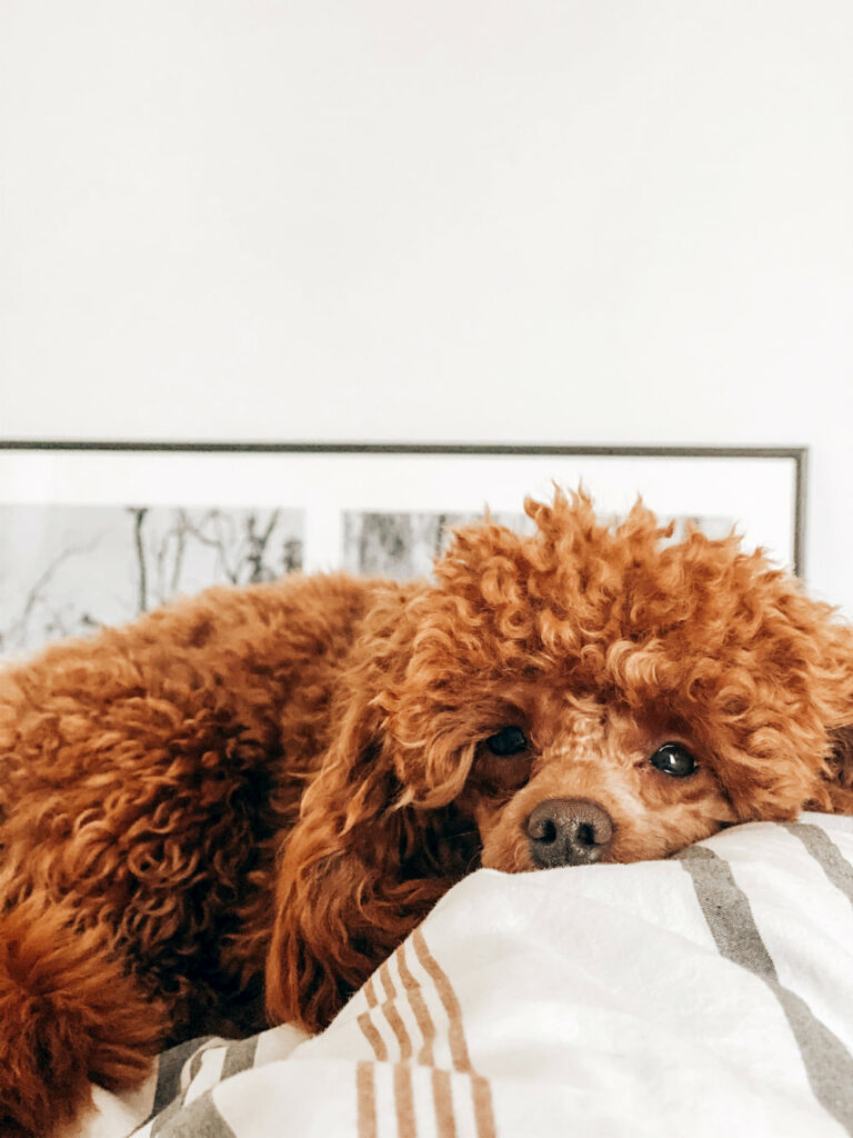 Tired brown Poodle lying down