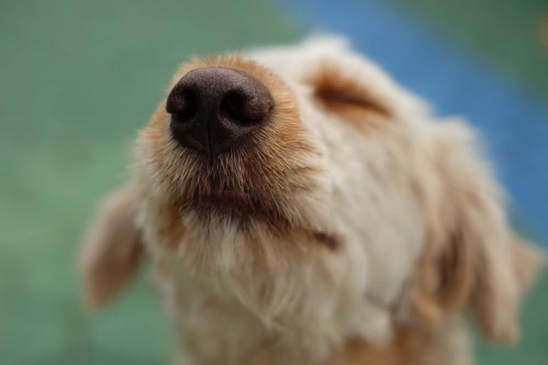 Close up of dog nose outside