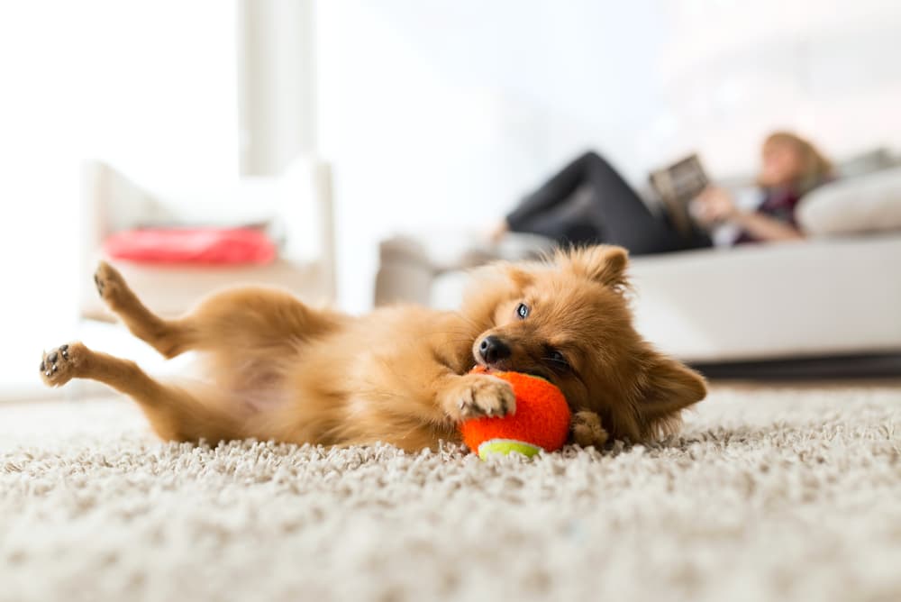 Puppy laying on rug in apartment