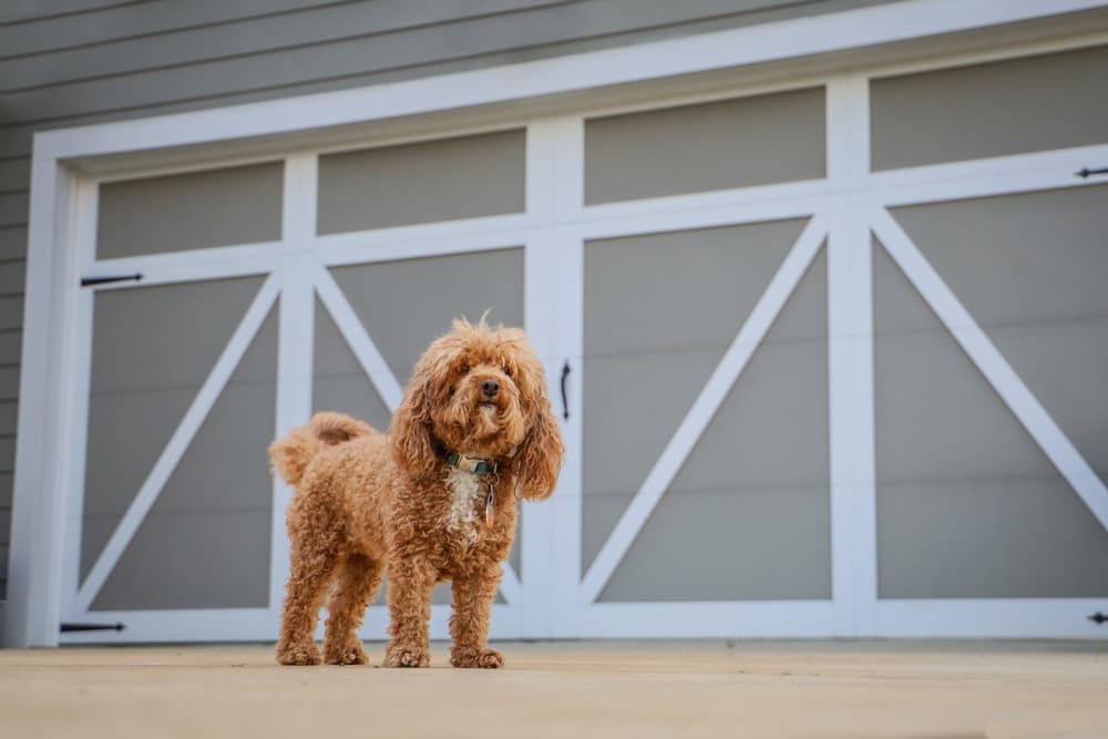 Puppy standing outside of a garage door