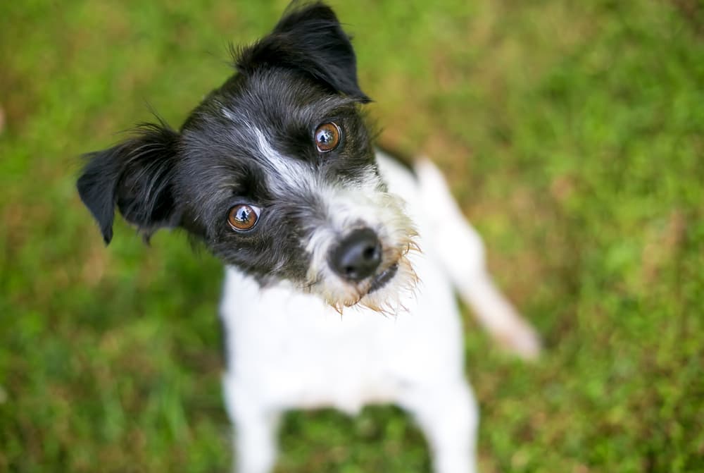 Ataxia in Dogs