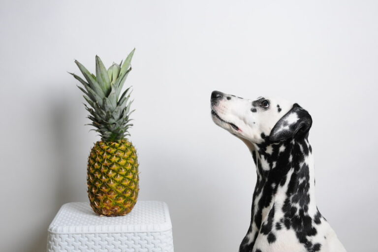 Dog looking at pineapple