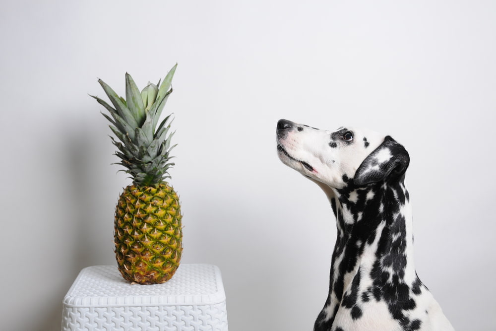 Can Dogs Eat Pineapple?