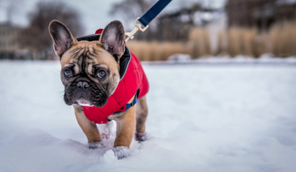 French bulldog walking in snow
