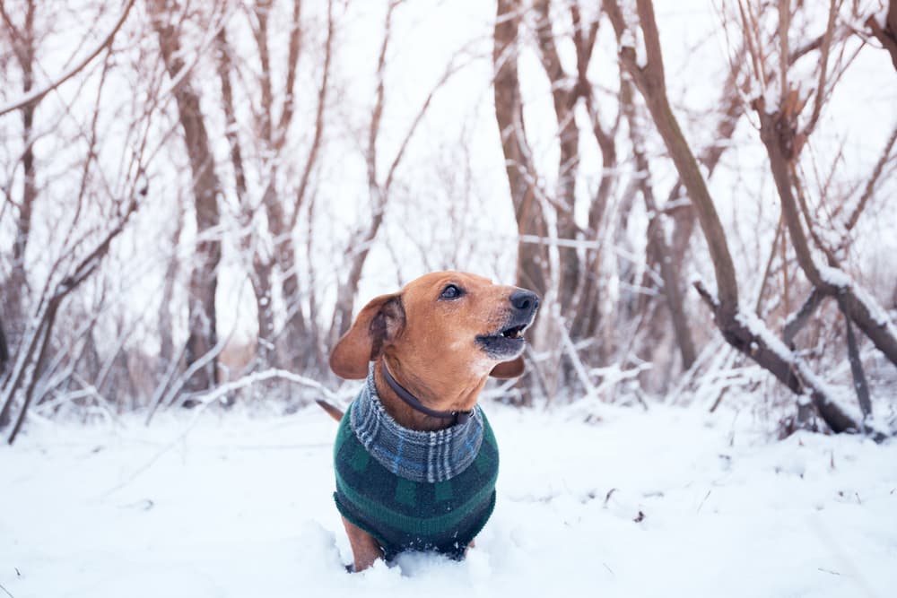 dog wearing winter coat