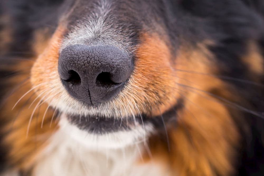 closeup of dog nose