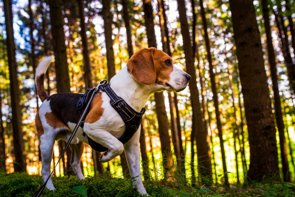 beagle in forest