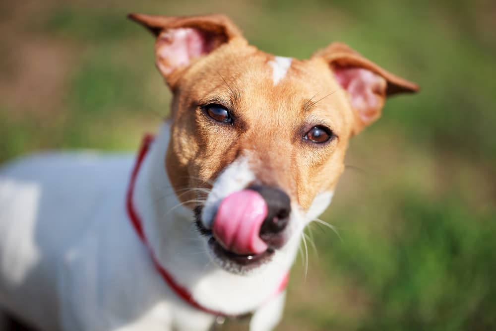 Jack Russell licking nose
