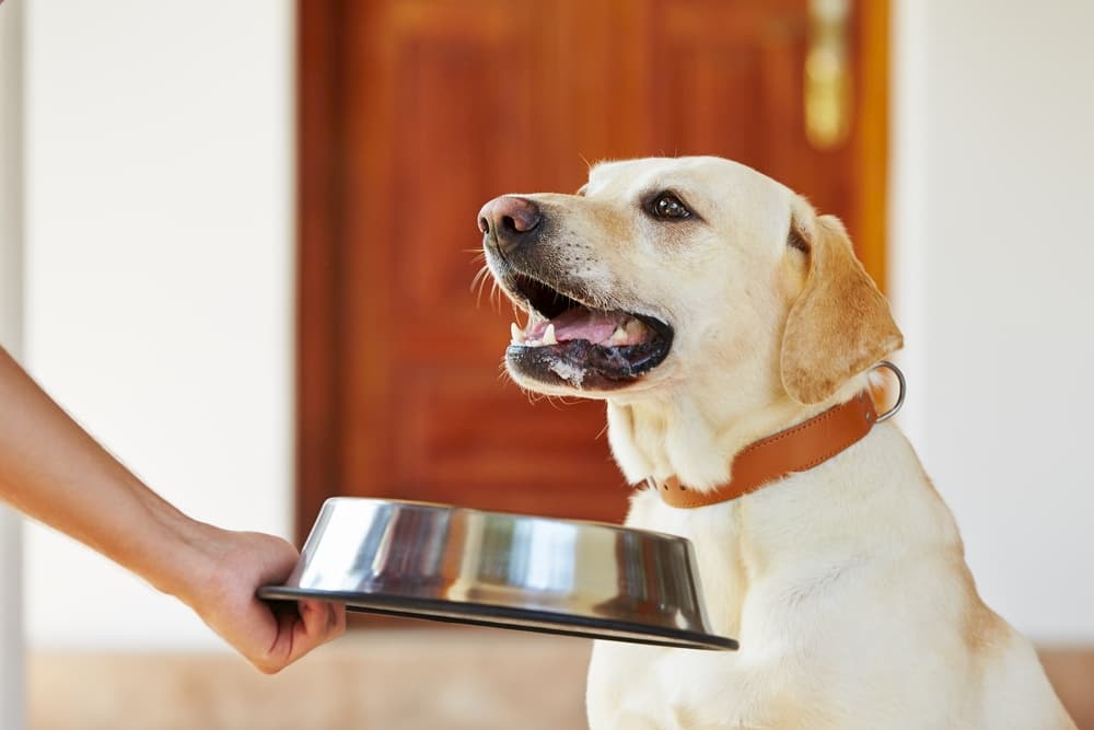 dog waiting for food