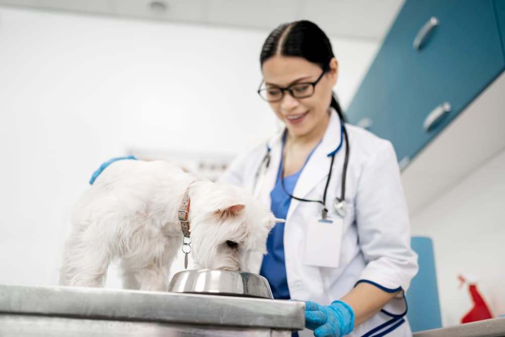 dog eating in vet clinic