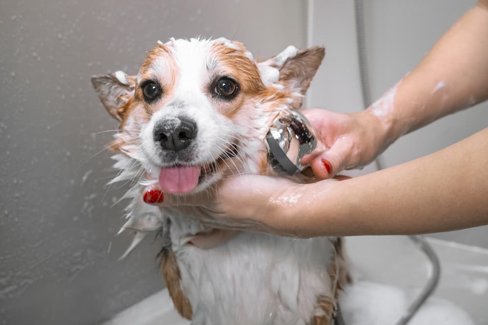dog getting a bath for a healthier coat