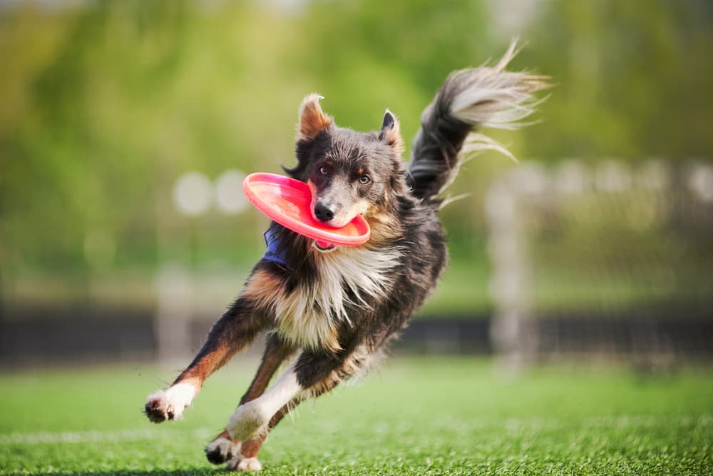 Dog exercising outside for healthy coat