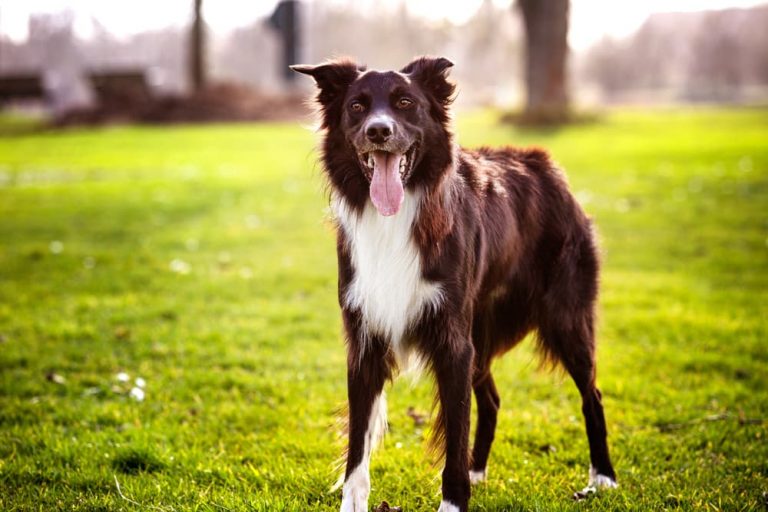 Healthy dog coat with dog fur shining and smiling outside