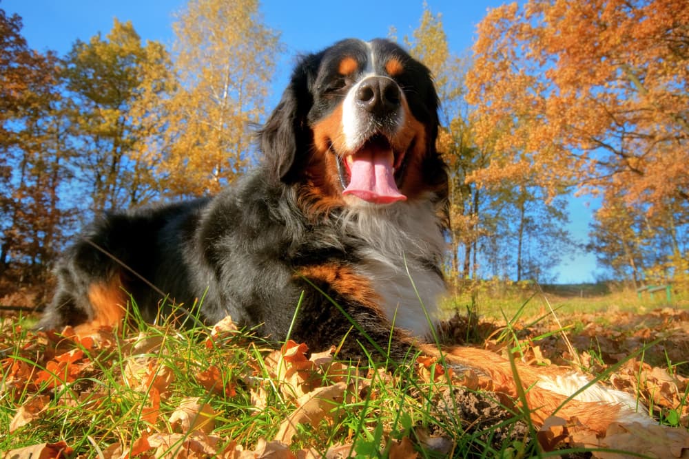 Healthy happy dog sitting and laying outside in leaves