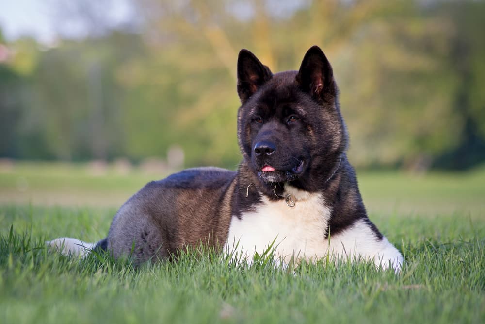 Akita