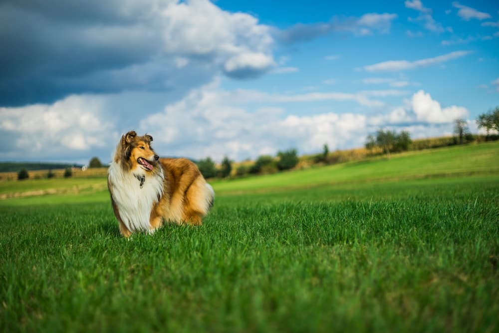 Collie