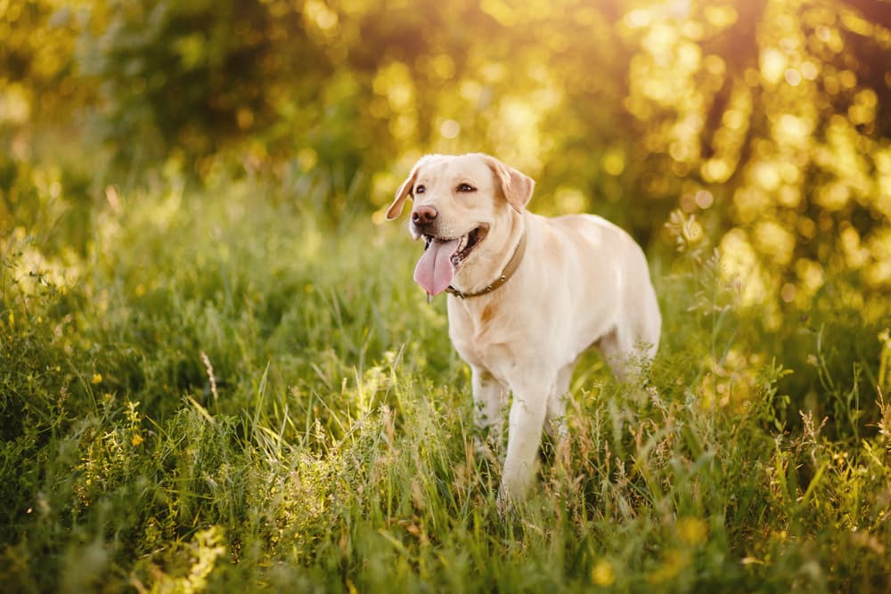 Labrador Retriever