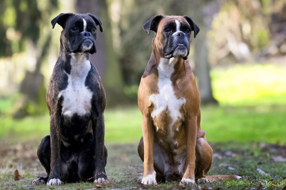 Two boxer dogs sitting side by side very loyal dog breed