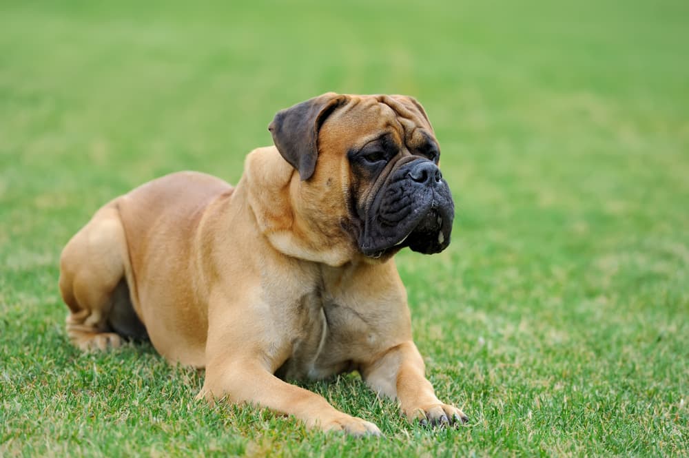 Mastiff dog breed very loyal dog breed