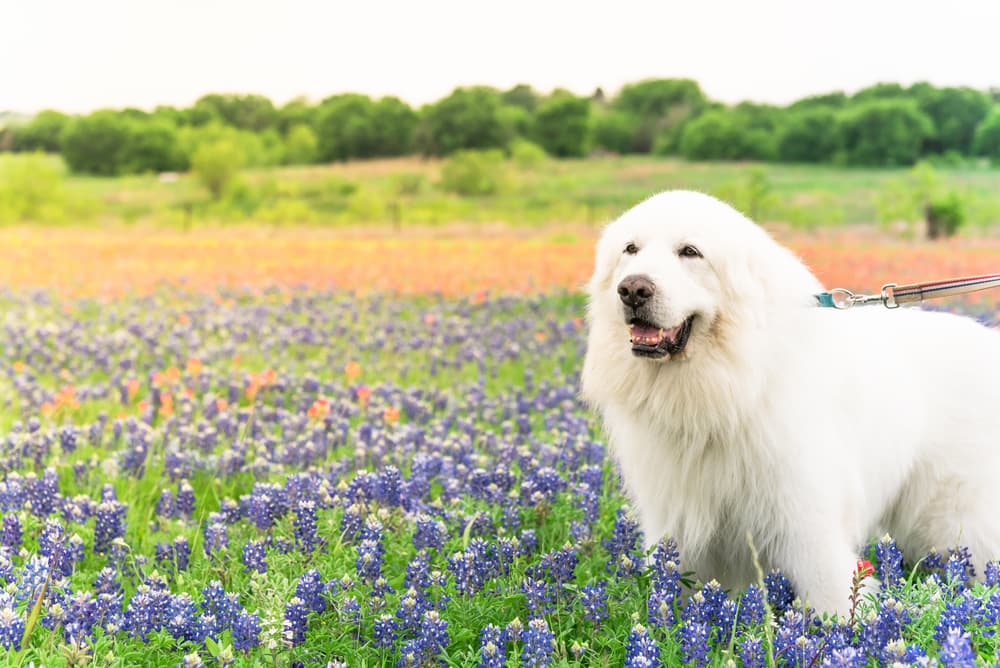Great Pyrenees
