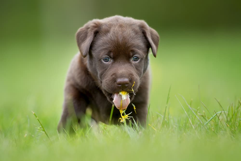 puppy eating grass