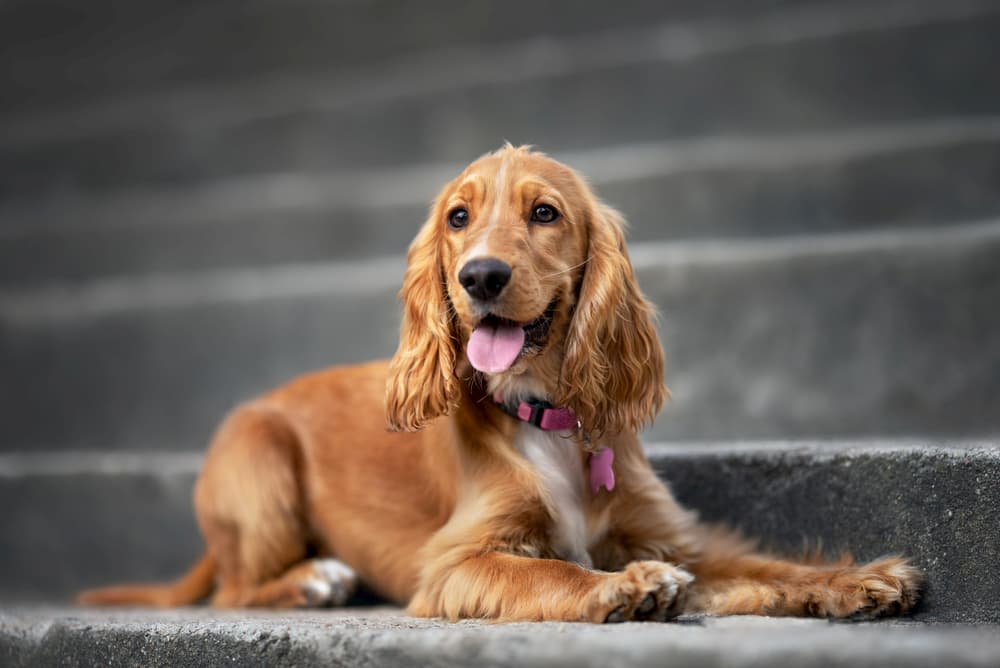 puppy with tongue out
