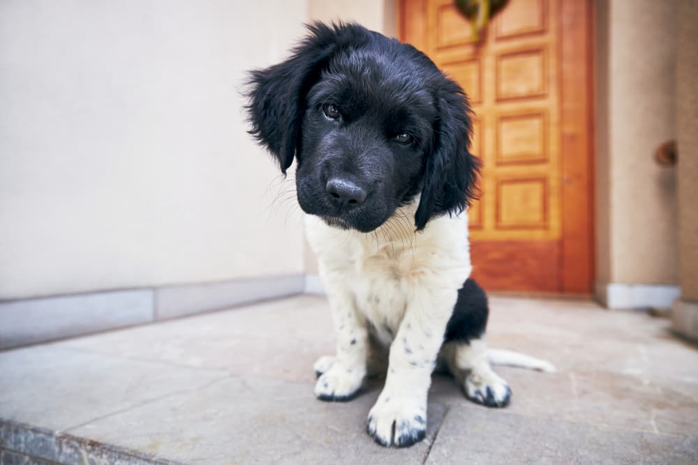 dog at front door