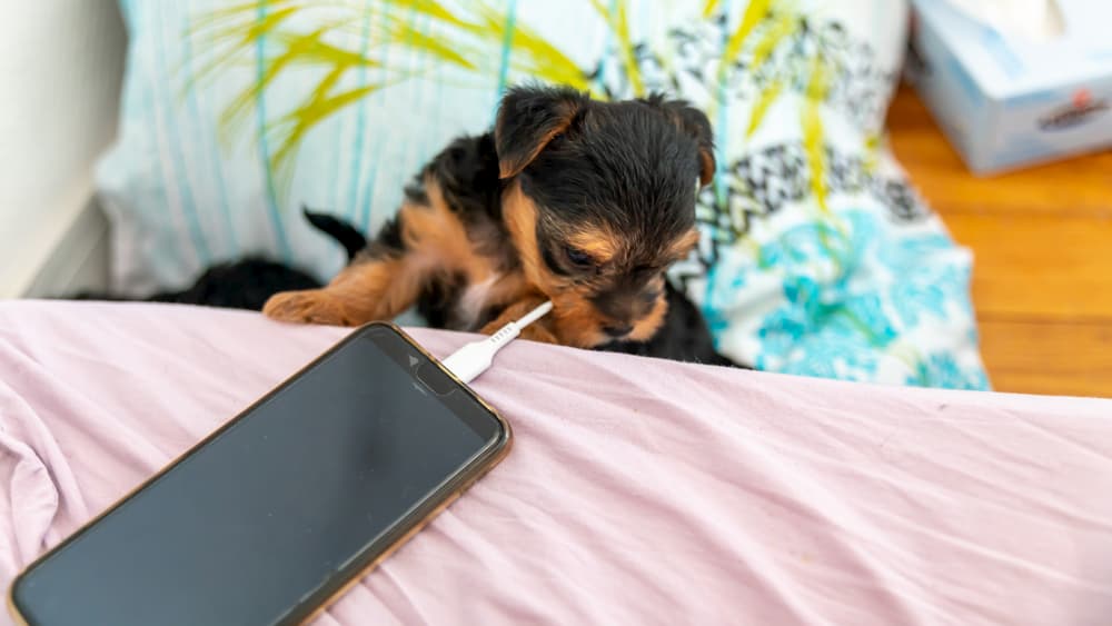puppy chewing on wire