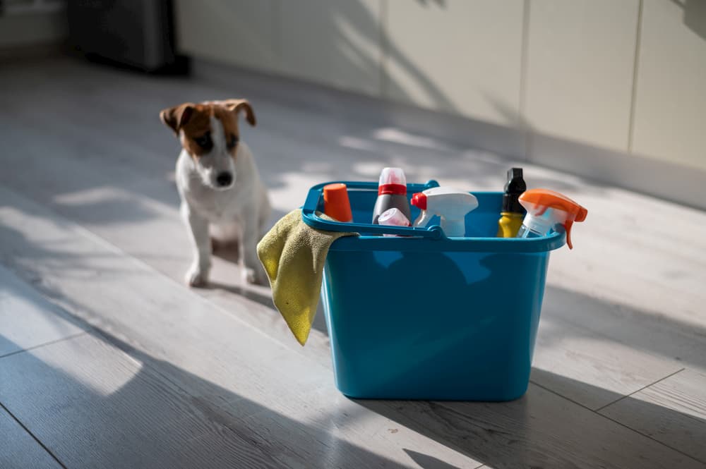 puppy near cleaning supplies