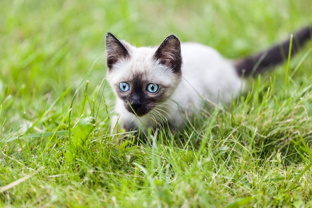 Siamese kitten in yard