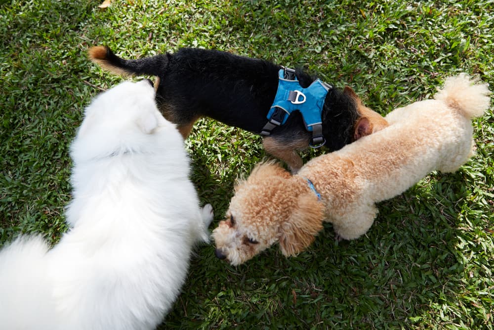 Dogs sniffing each others butts