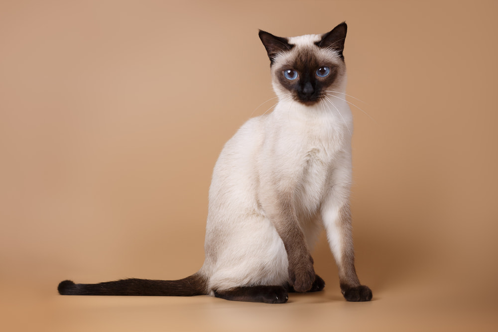 Siamese cat on a tan background