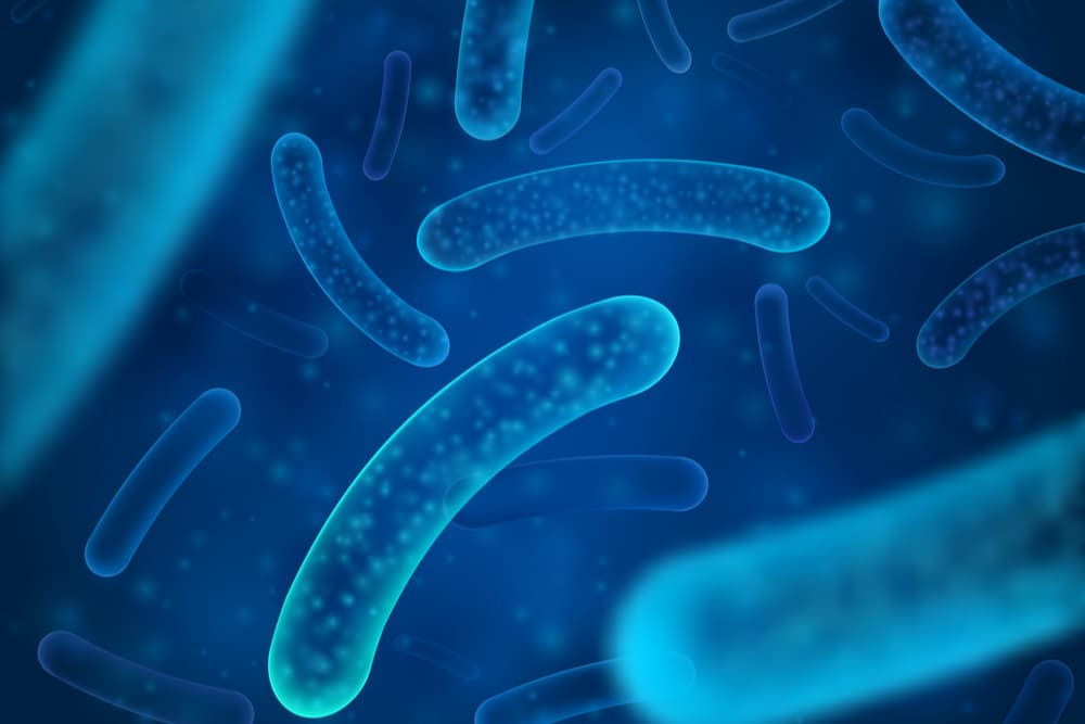 Probiotic bacteria
