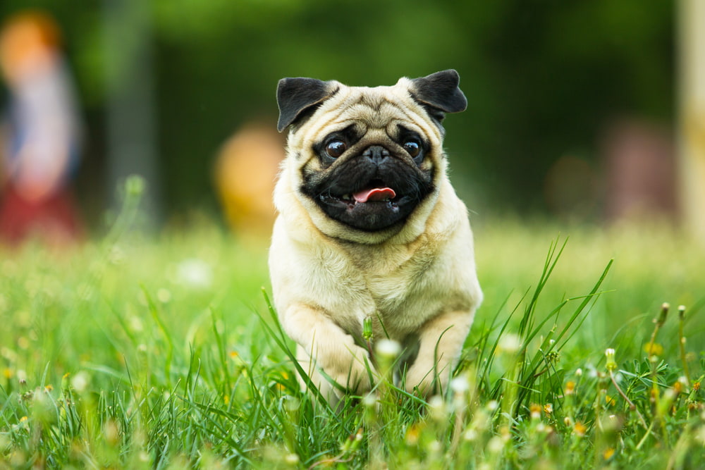 Pug dog running outside