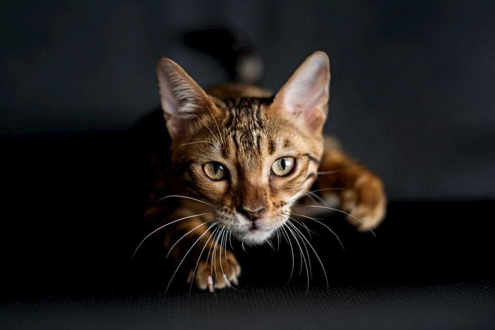 Cate getting ready to pounce