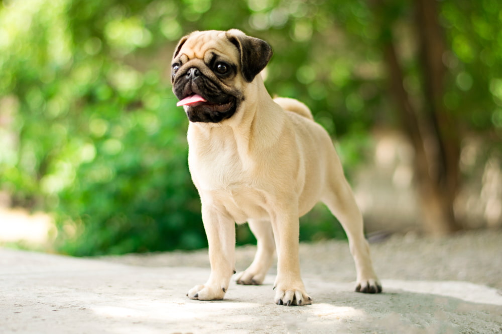 Pug dog outside