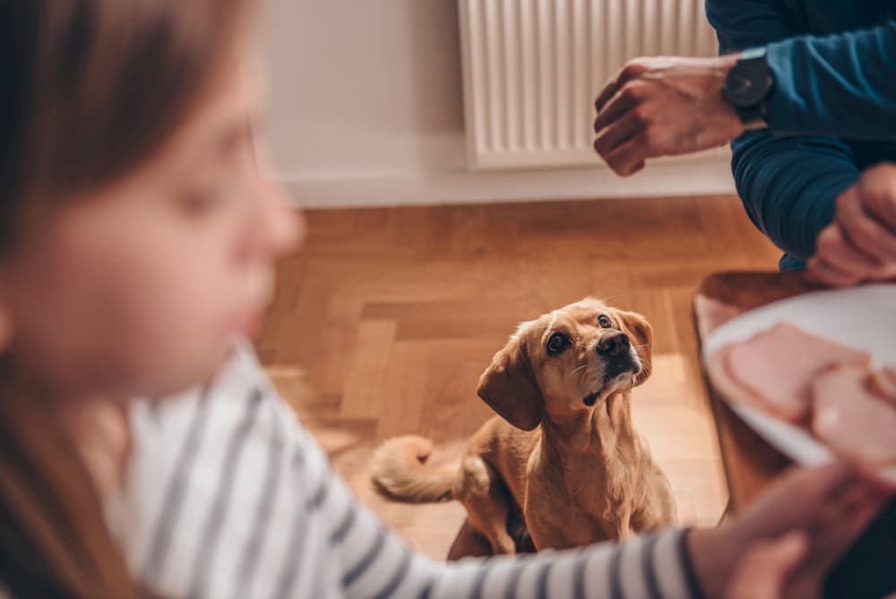 dog waits for table food