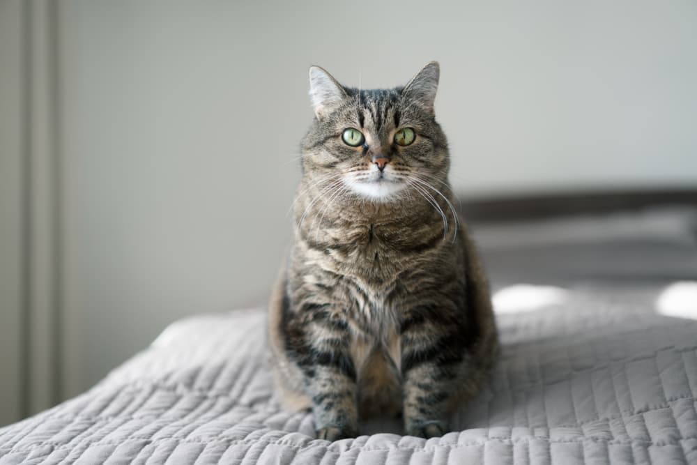 5 Myths Behind Probiotics for Dogs and Cats