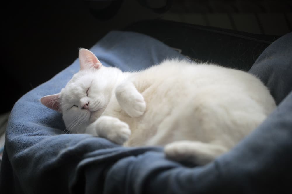 Overweight white cat sleeping