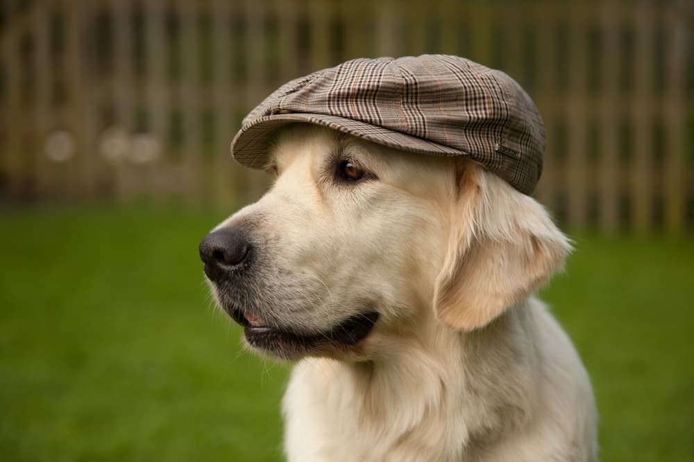 100+ Old Man Names for Dogs