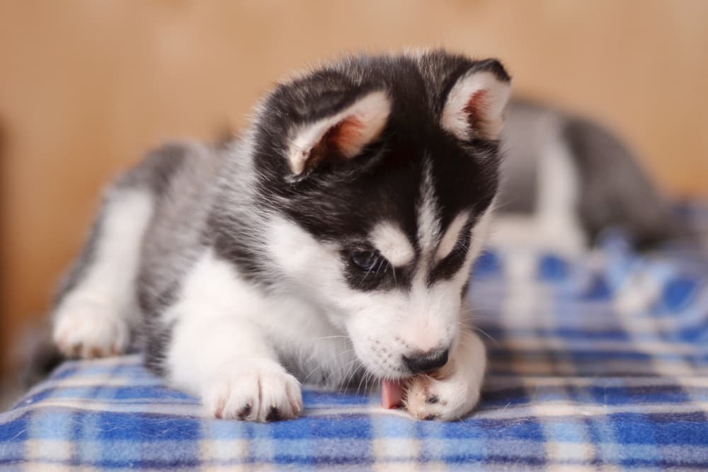 Husky puppy licking paws on a blanket