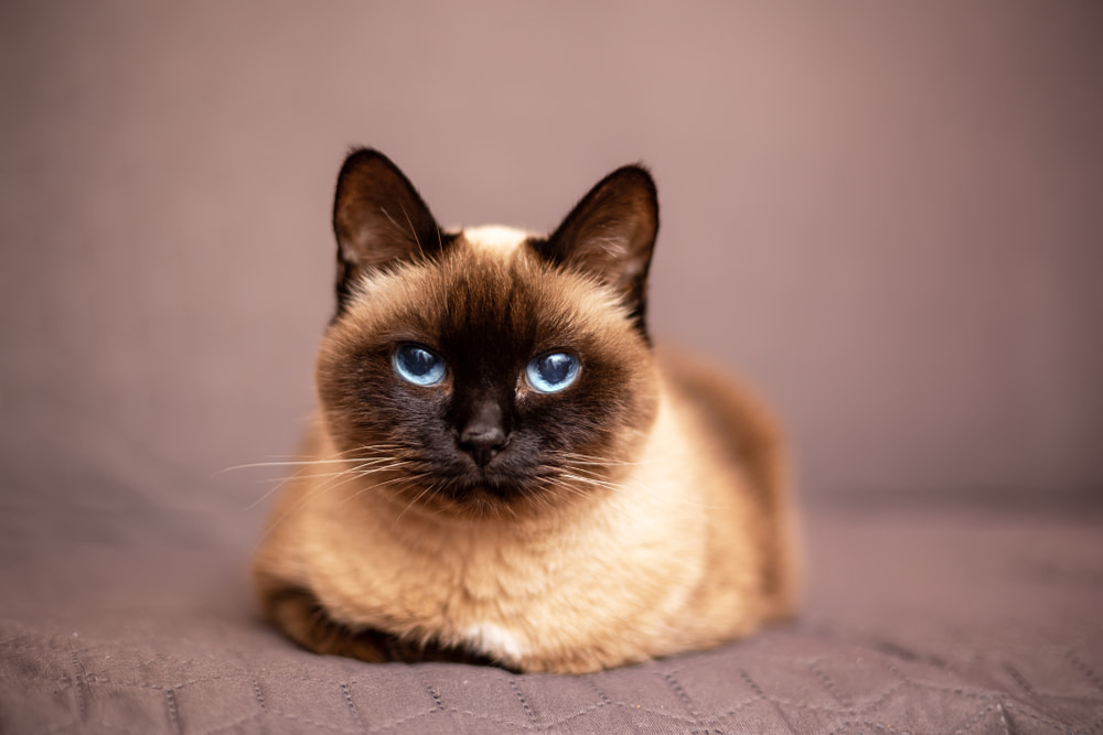 Pretty Siamese cat