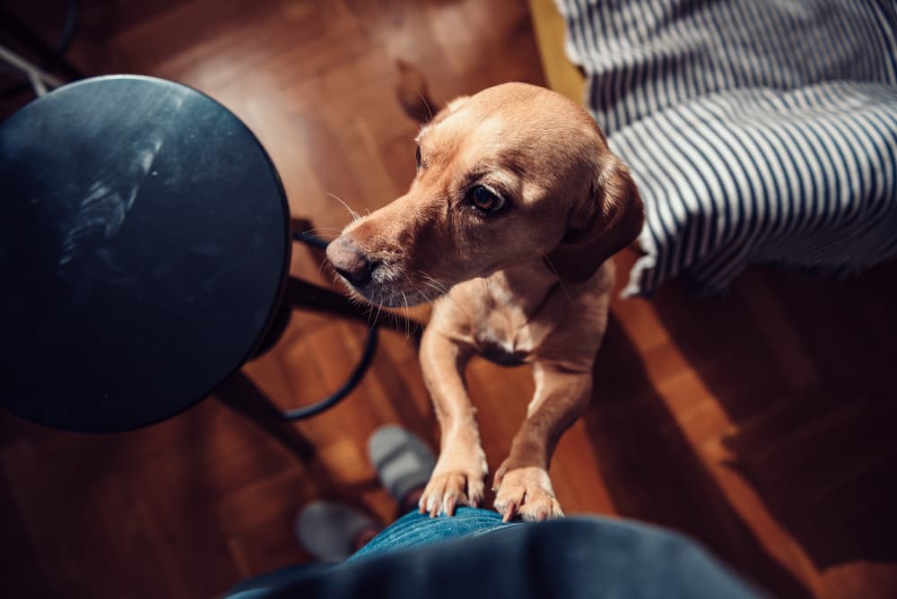 How to Train a Dog Not to Jump on You
