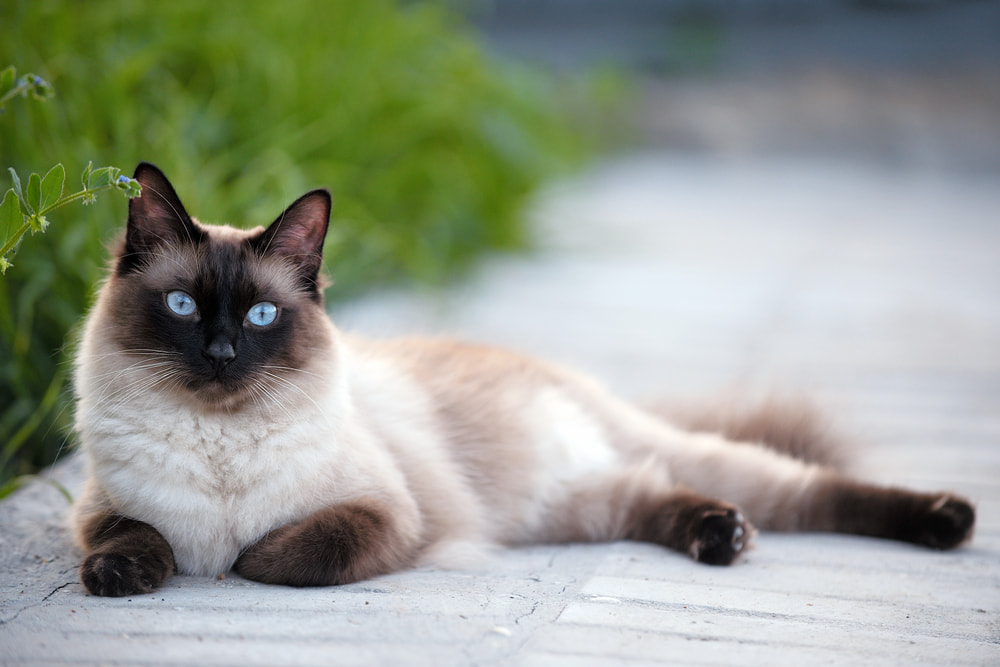 Siamese cat lying outside