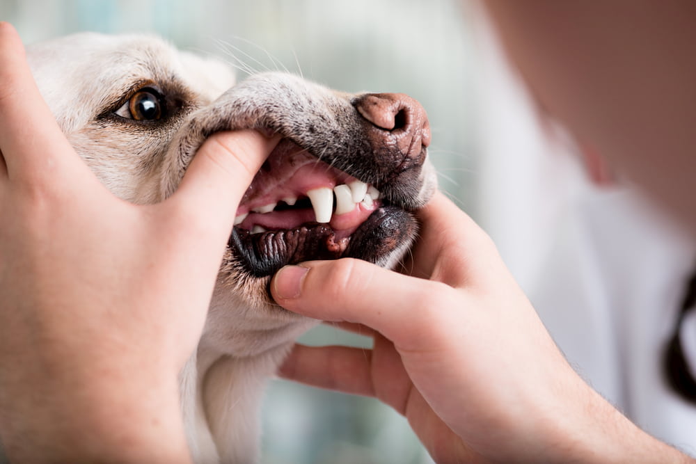Pet owner checking dog's gums