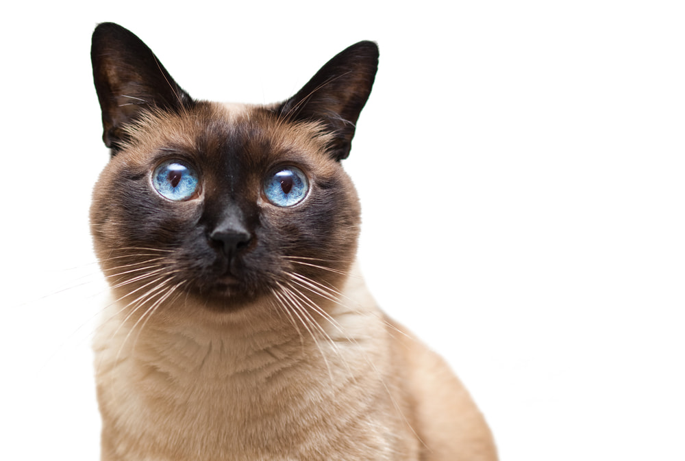 Siamese cat looking at the camera