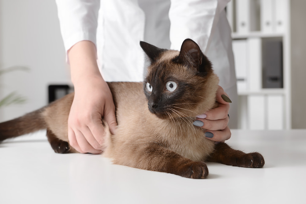 Siamese cat at the vet